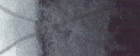 Акварель Рембрандт: Серая Пейна Серая Пейна